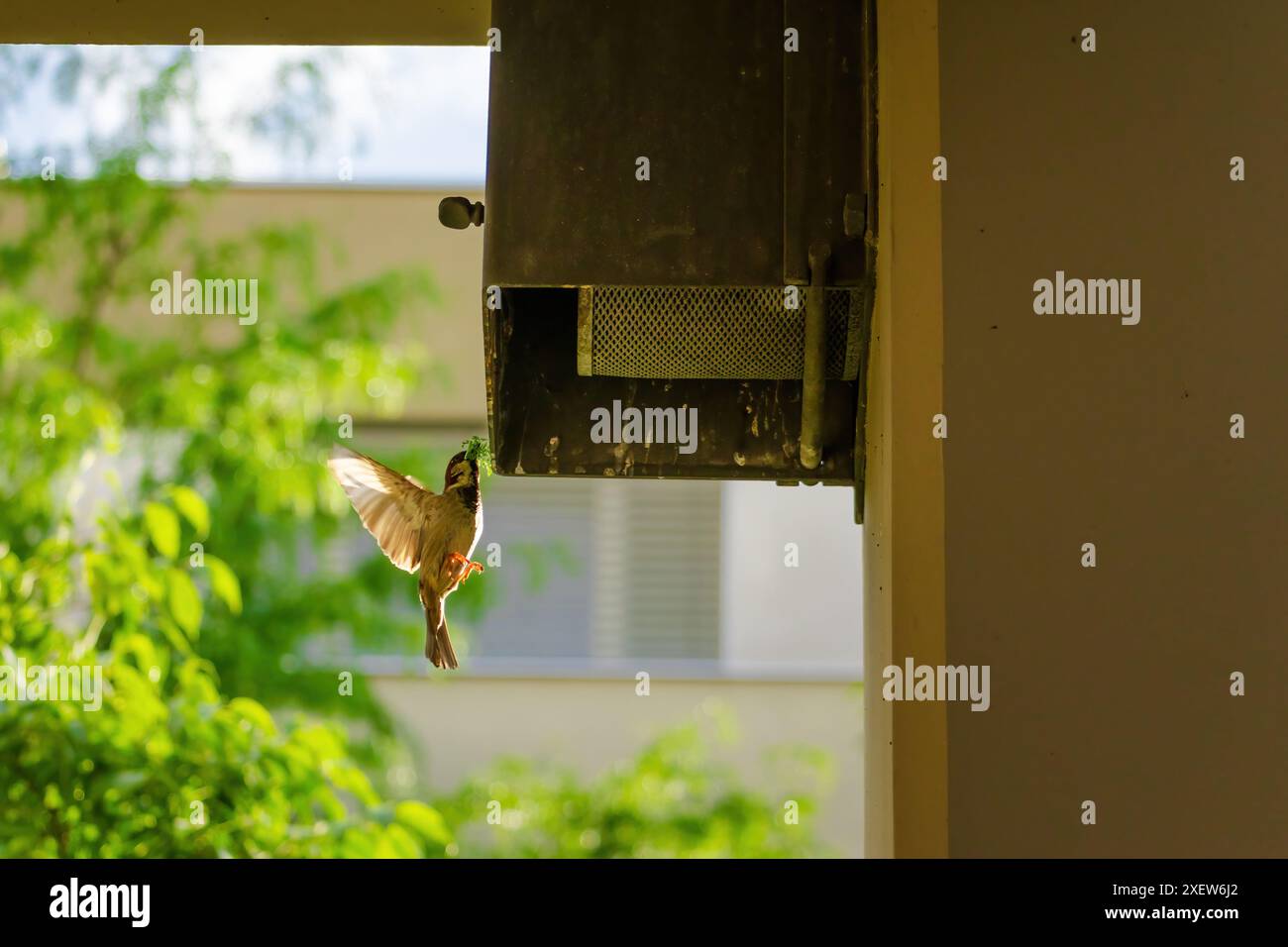 Un uccello sta volando in aria vicino a un alimentatore per uccelli. L'uccello è di colore verde e marrone Foto Stock