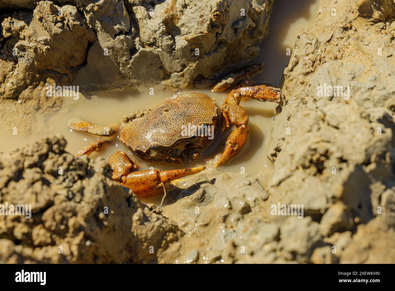 Granchio fluviale (Zilchiopsis collastinensis) sulla riva fangosa del fiume Parana a Santa Fe, Argentina. Foto Stock