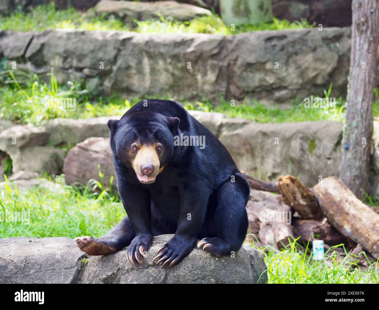 Incantevole Orso Sole in una bellezza naturale. Foto Stock