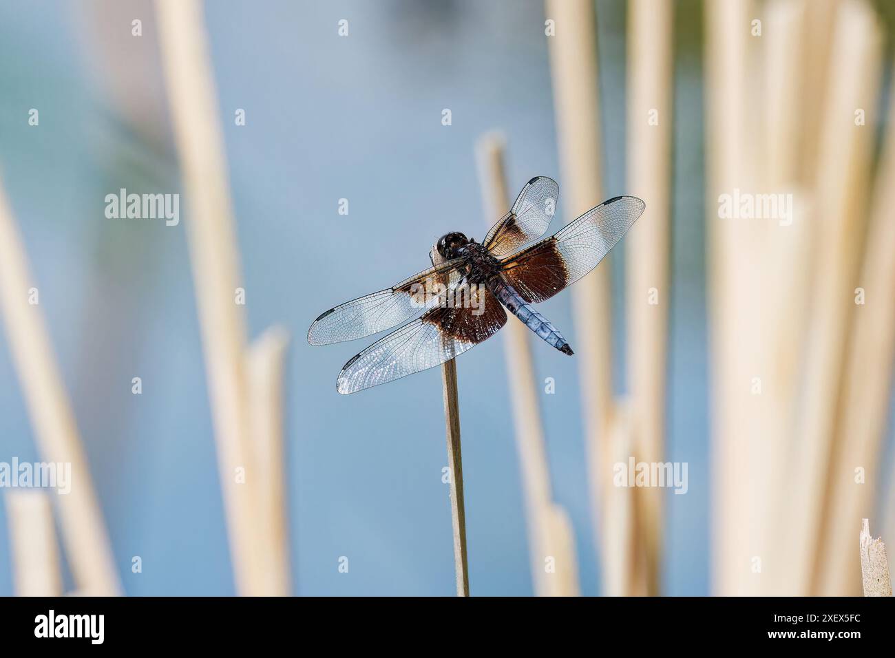 Vedova Skimmer - Libellula luctuosa Dragonflies note come re skimmers. Questa specie può essere trovata comunemente in tutti gli Stati Uniti Foto Stock