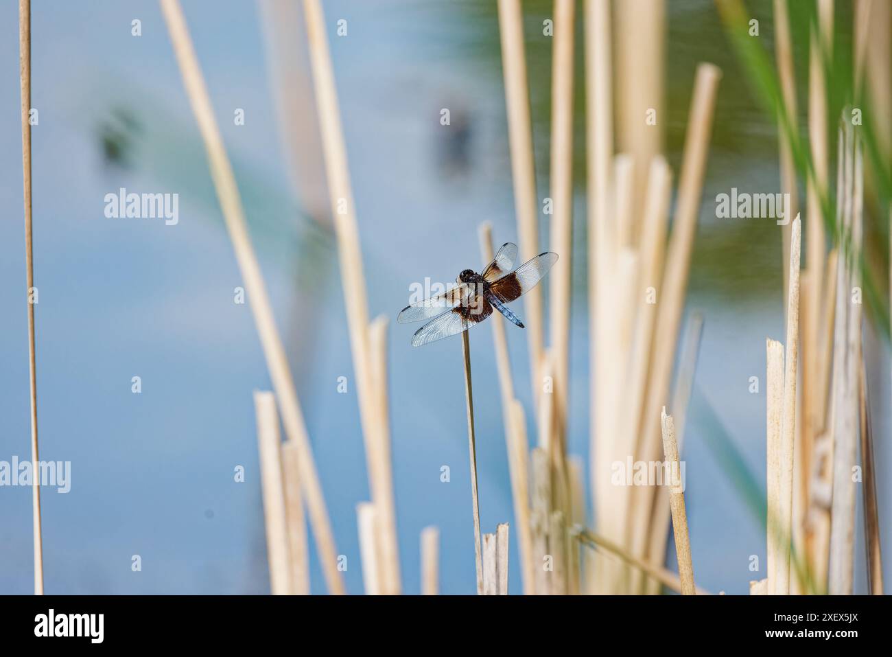 Vedova Skimmer - Libellula luctuosa Dragonflies note come re skimmers. Questa specie può essere trovata comunemente in tutti gli Stati Uniti Foto Stock