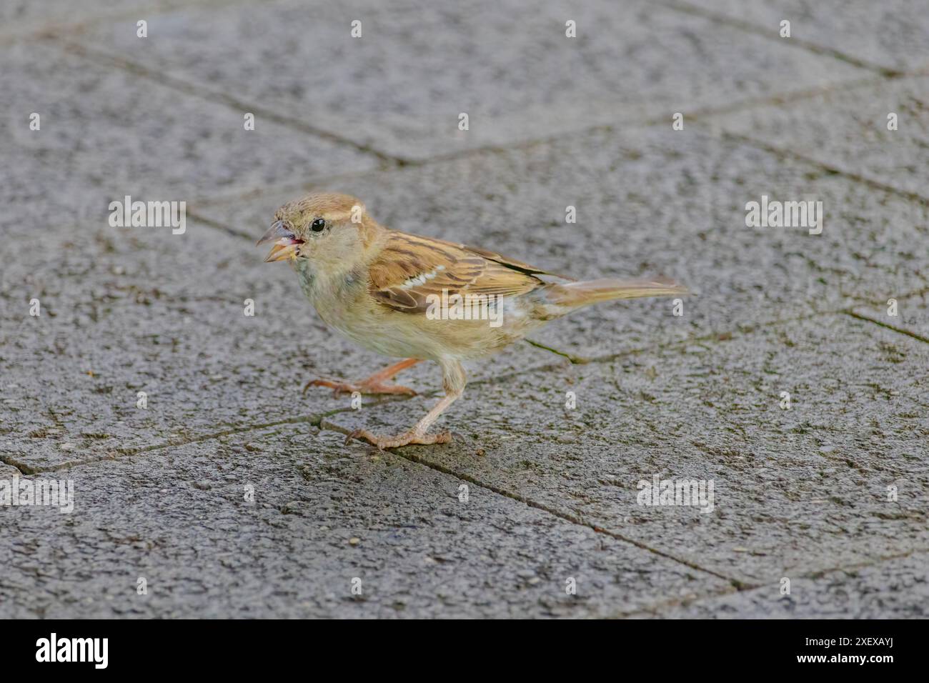 Un piccolo uccello sta mangiando un pezzo di pane d'arancia. L'uccello è su una superficie di cemento Foto Stock