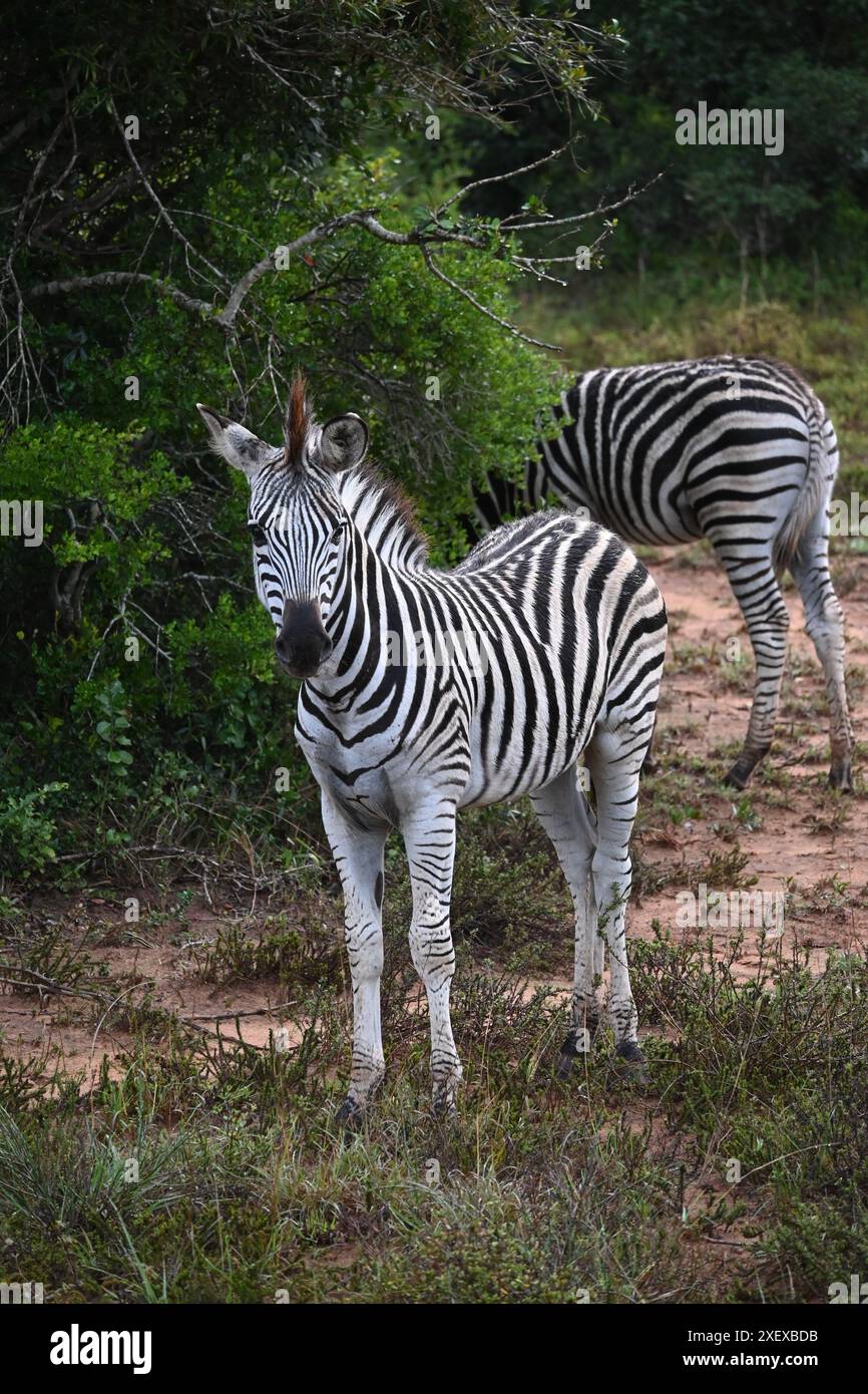 Due zebre nel Parco Nazionale di Addo, Sudafrica Foto Stock