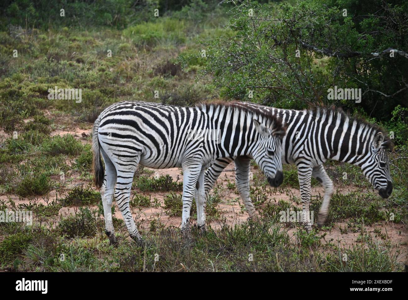 Due zebre nel Parco Nazionale di Addo, Sudafrica Foto Stock