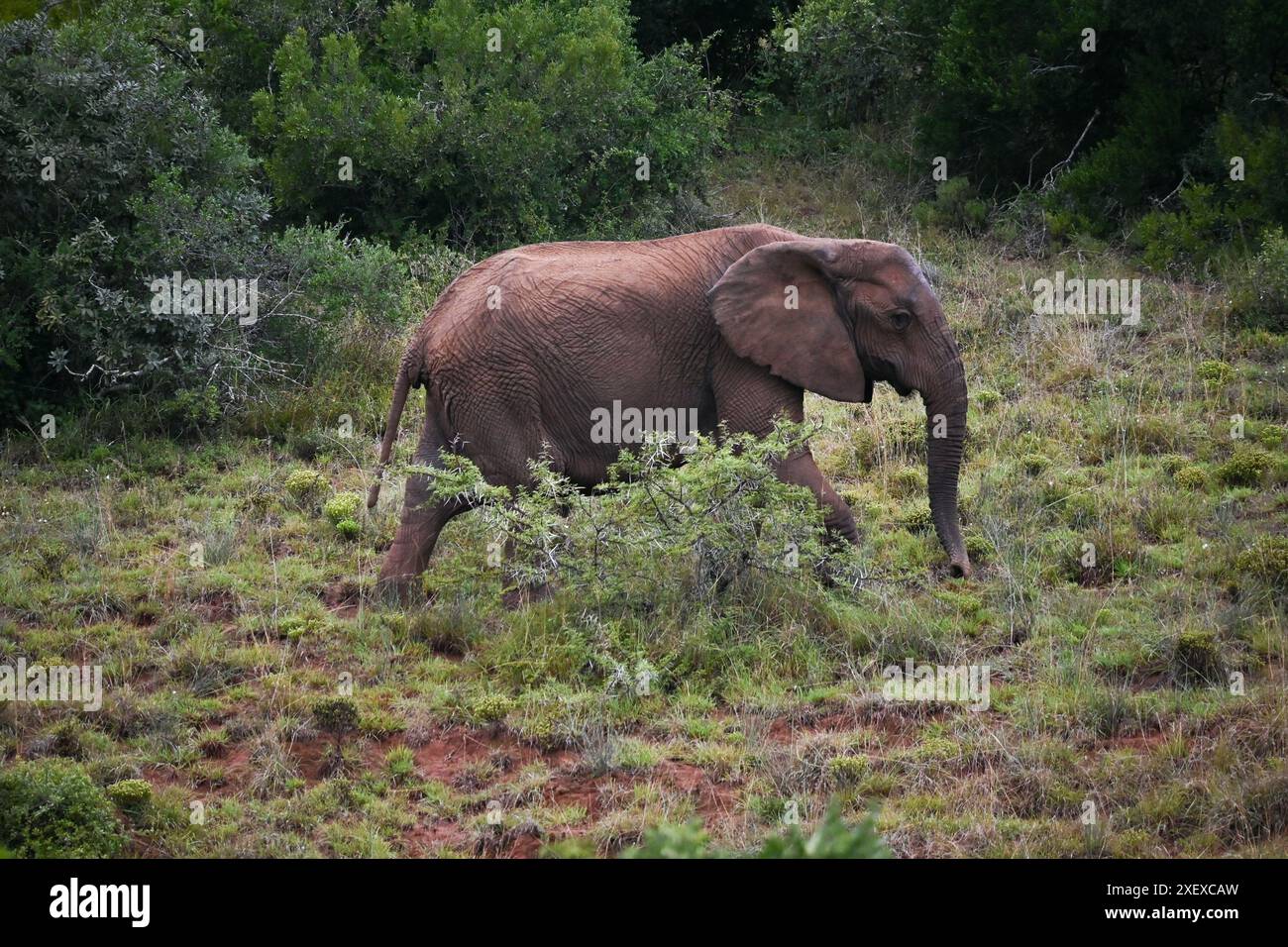 Un elefante nel Parco Nazionale di Addo, Sud Africa Foto Stock