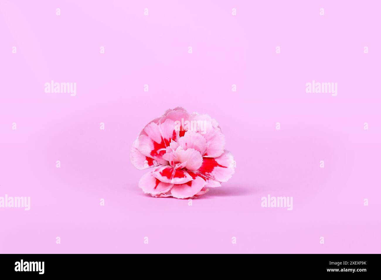 Fiori di Dianthus rosa su sfondo rosa pastello Foto Stock