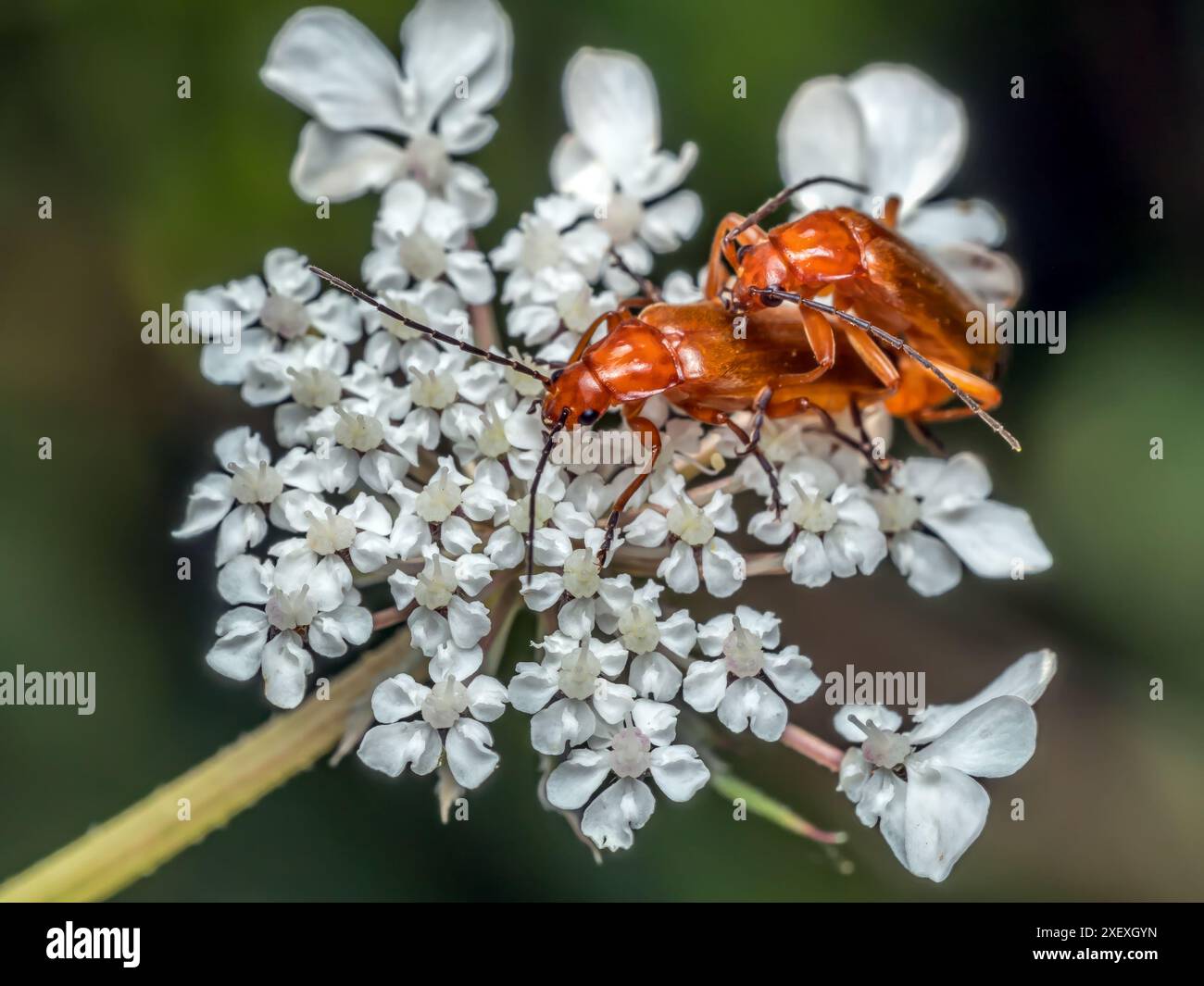 Primo piano di coleotteri comuni del soldato rosso maschio e femmina che si accoppiano su un fiore bianco Foto Stock