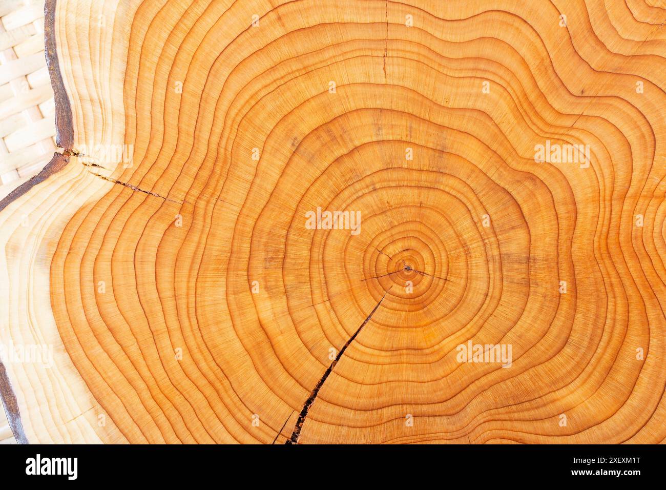 Anelli annuali su un tronco di un albero di tasso. Struttura in legno Foto Stock