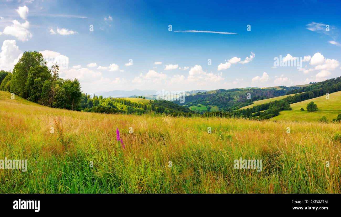 paesaggio di campagna panoramico in estate. paesaggio rurale montano con erba lussureggiante Foto Stock paesaggio di campagna panoramico in estate. paesaggio rurale montano con erba lussureggiante Foto Stock