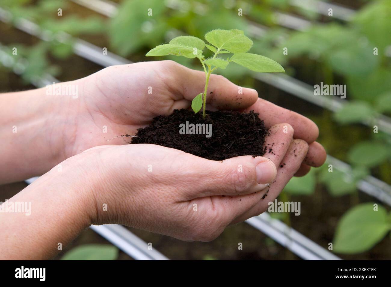 Produzione di tuberi-seme di patate pre-base. Neiker Tecnalia, Instituto de Investigación y Desarrollo Agrario, Ganadero, Forestal y del Medio Natural, Arkaut Foto Stock