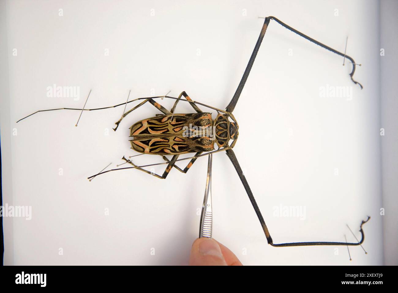 Acrocinus longimanus (Linneo, 1758). Famer. Cerambycidae. Dal Parco Nazionale di Darién, Panama. Laboratorio di entomologia, Neiker Tecnalia, Instituto de Inve Foto Stock