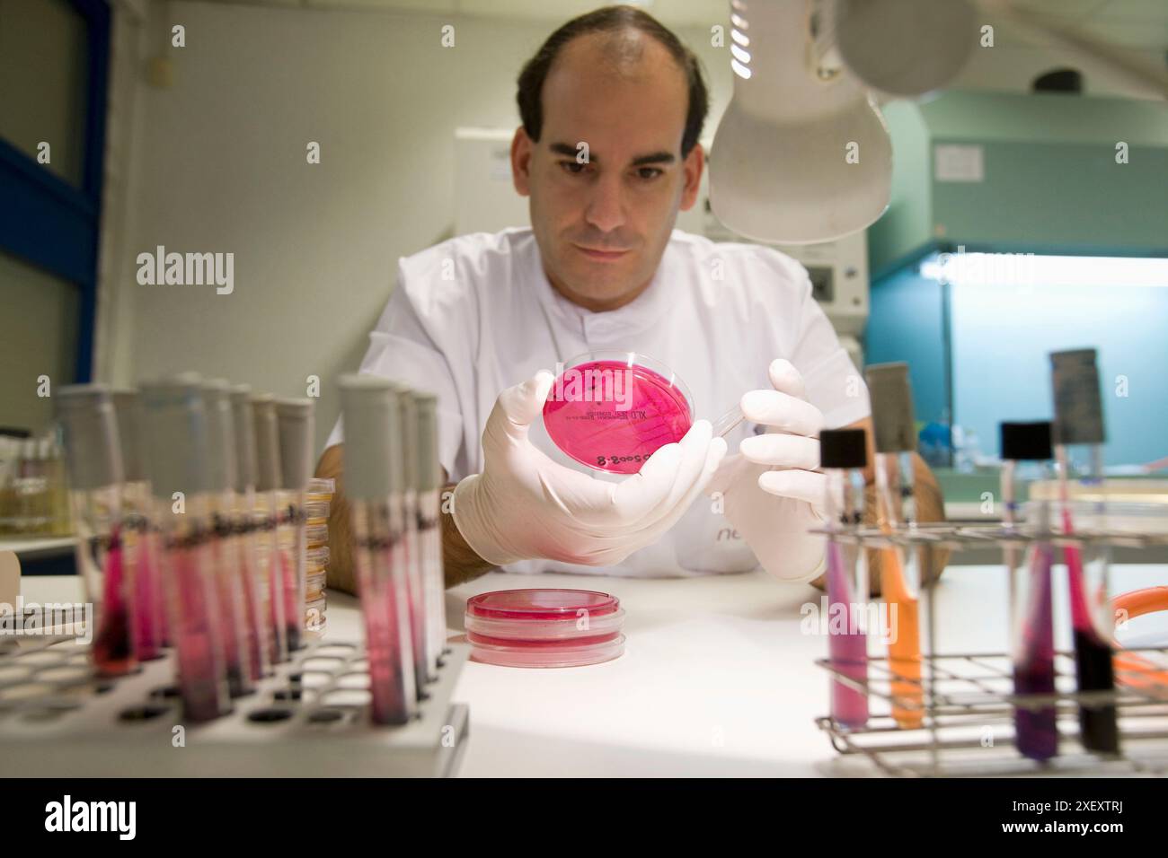 Piastre esaminatrici, laboratorio di diagnosi, Departamento de Producción y Sanidad Animal, Neiker Tecnalia, Instituto de Investigación y Desarrollo Agrar Foto Stock