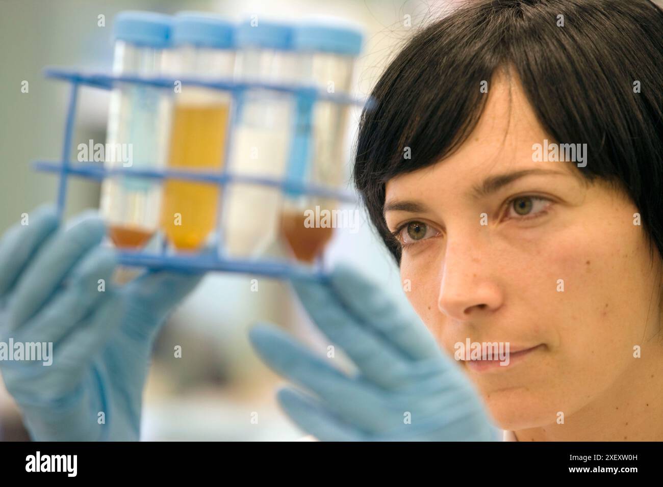 Analisi dei residui di antibiotici nel miele, laboratorio di sicurezza agroambientale, Departamento de Agrosistemas y Recursos Naturales, Neiker Tecnalia, Foto Stock