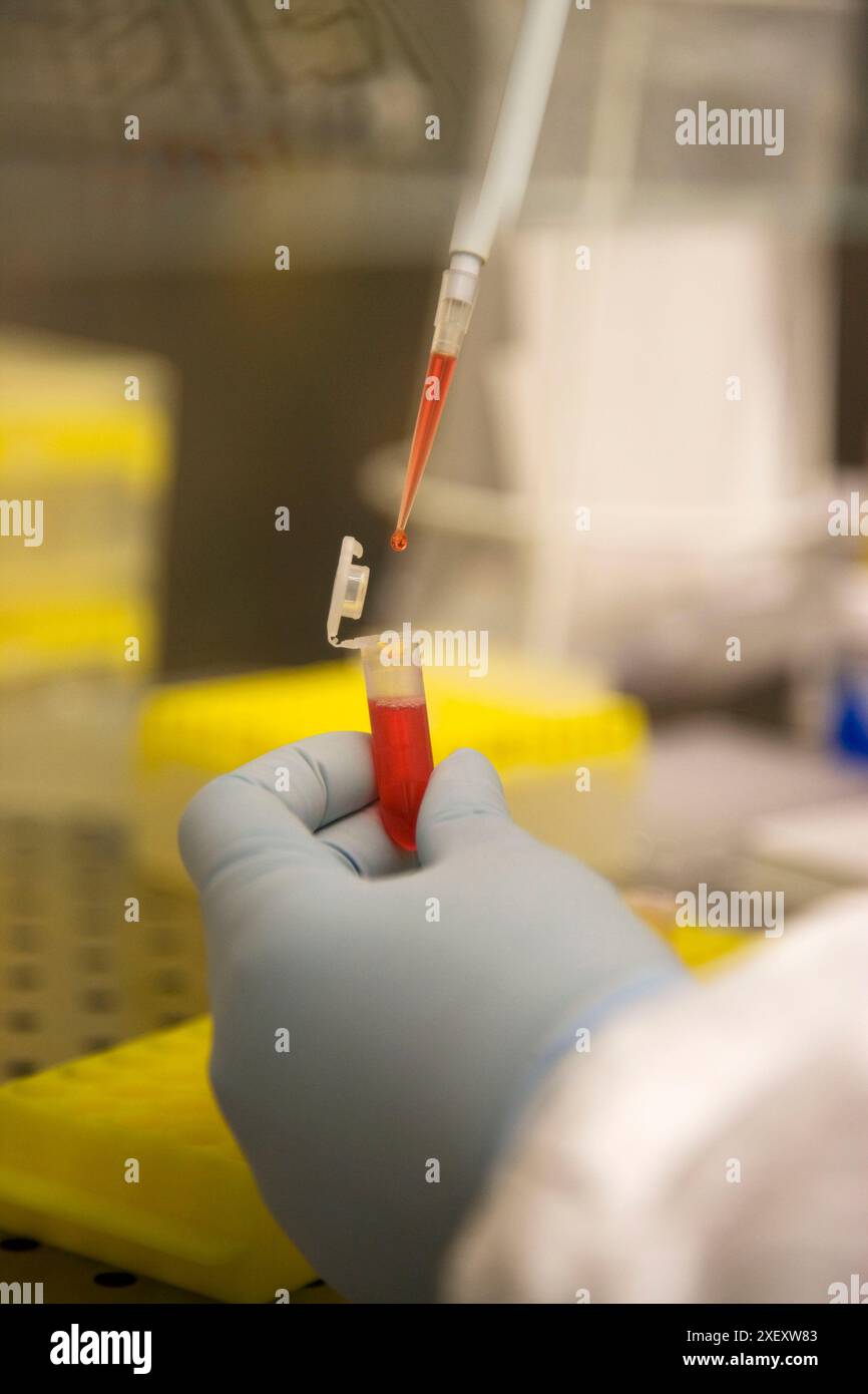 Preparing Bio-Rad Conjugation, Laboratory of Bacteriology, Departamento de Producción y Sanidad Animal, Neiker Tecnalia, Instituto de Investigación y Foto Stock