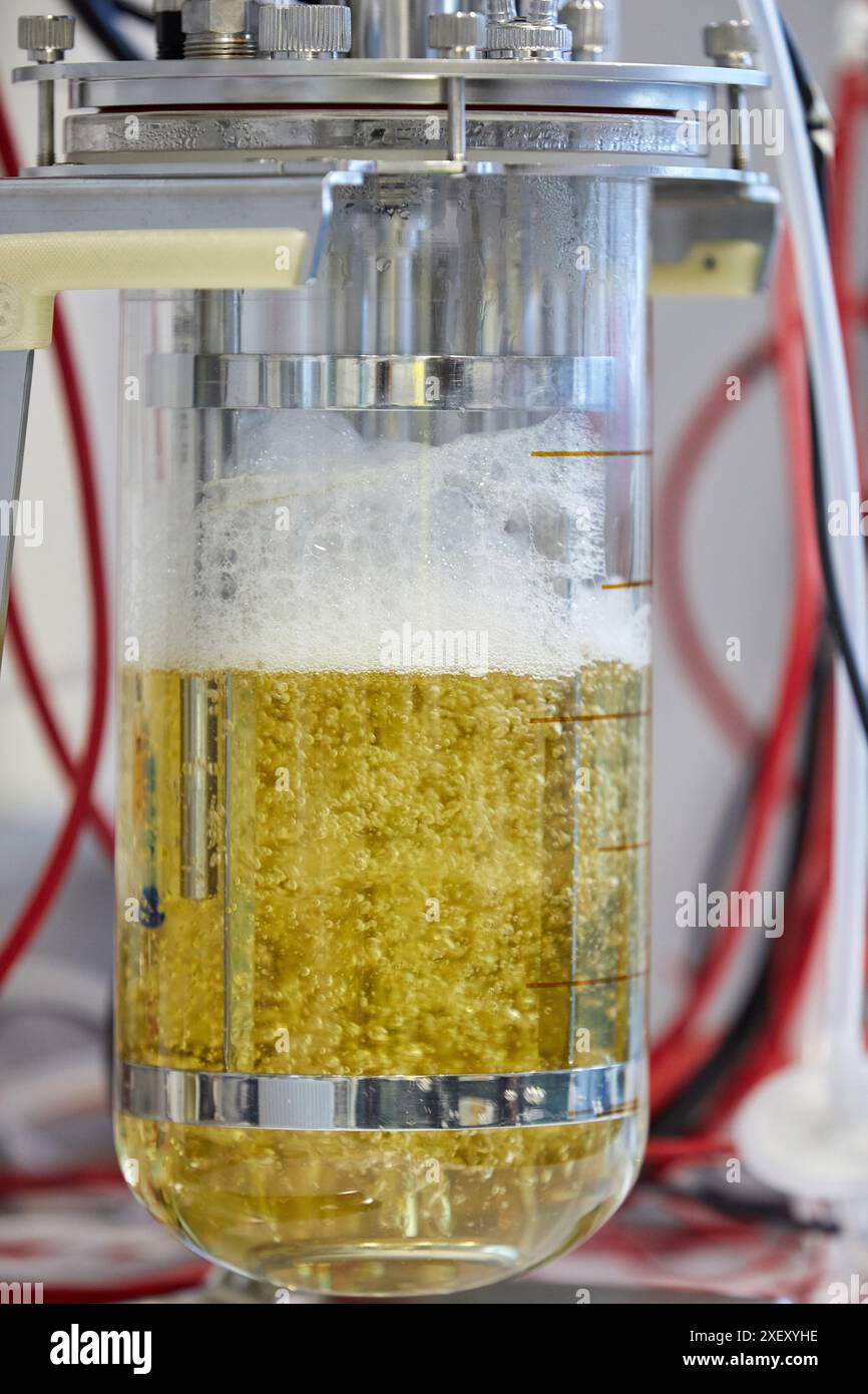 Produzione di enzimi, laboratorio chimico, applicazioni biotecnologiche e industriali, Donostia, San Sebastian, Paesi Baschi, Spagna Foto Stock