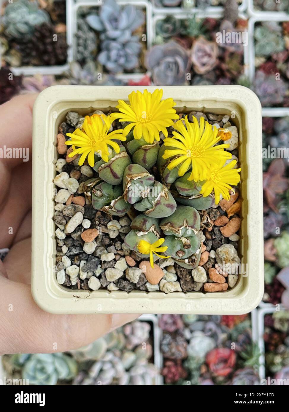 Pianta succulenta Conofita con Fiore giallo su sfondo verde fiorito floreale, vista dall'alto Foto Stock