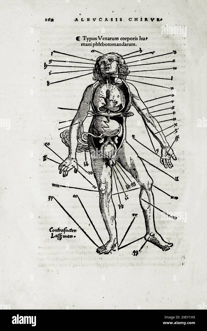 L'illustrazione del XVI secolo della chirurgia e delle operazioni chirurgiche nel Medioevo: Tipo di vene del corpo umano. Dai libri medievali di Ottavio Horatiano e Abu al-Qasim Khalaf ibn al-Abbas al-Zahrawi. 1532 Foto Stock