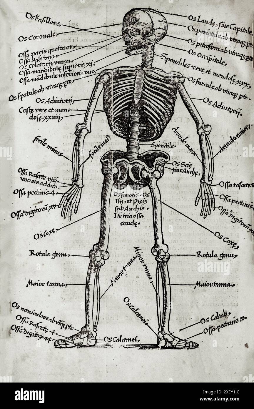 L'illustrazione del XVI secolo della chirurgia e delle operazioni chirurgiche nel Medioevo. Dai libri medievali di Ottavio Horatiano e Abu al-Qasim Khalaf ibn al-Abbas al-Zahrawi. 1532 Foto Stock