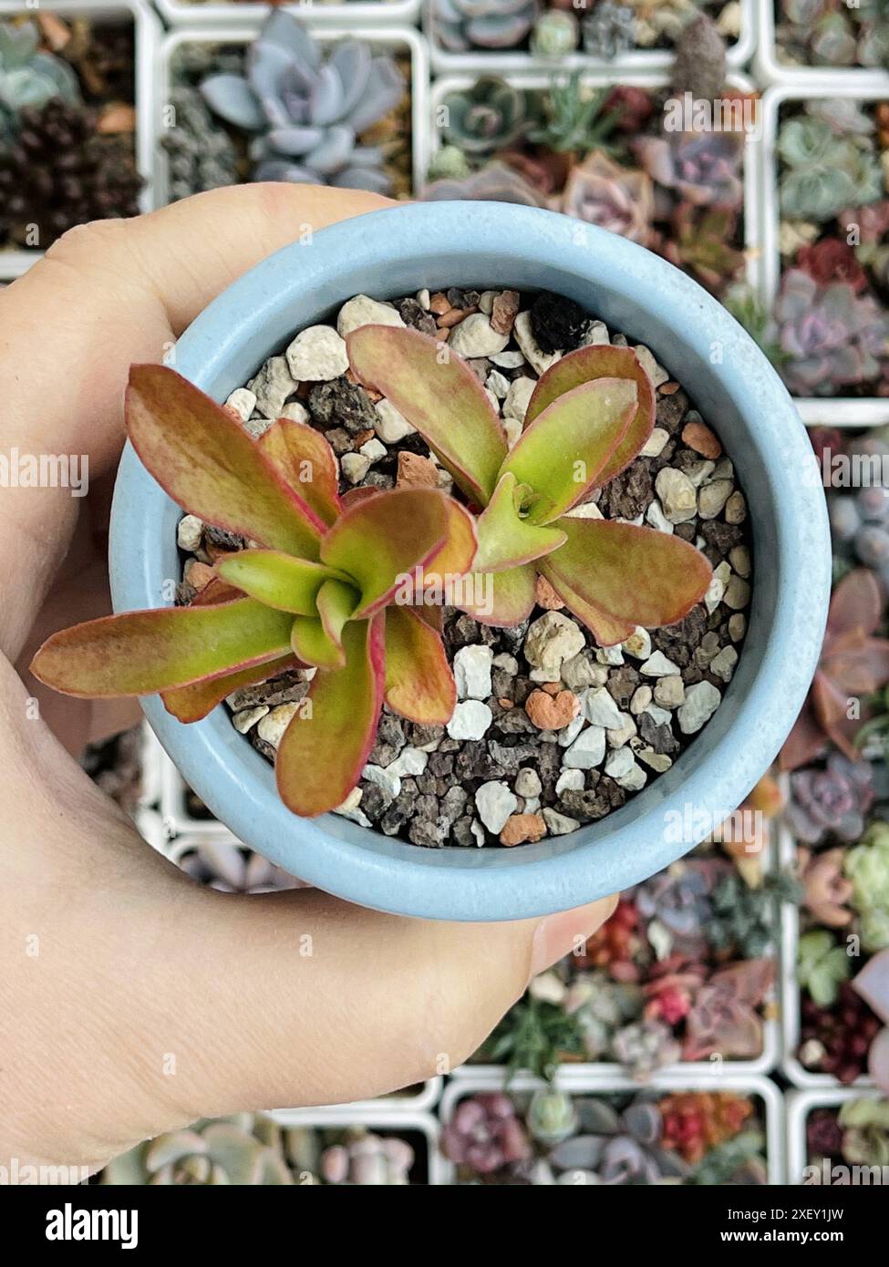 Crassula capitella falò. Rosetta di fiori di piante succulente su sfondo verde fiorito floreale, vista dall'alto Foto Stock