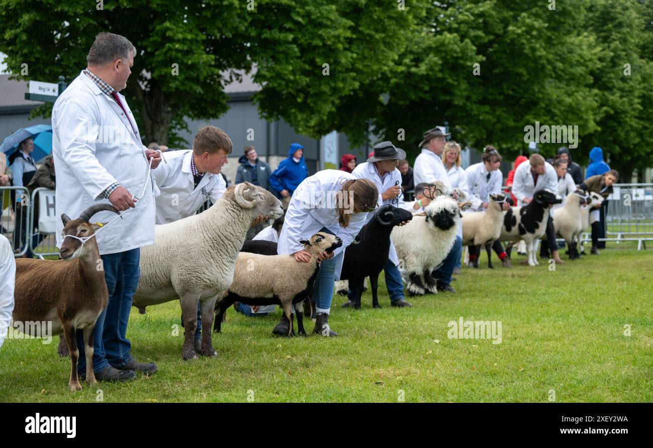 Agricoltori che mostrano pecore al Royal Three Counties Show tenutosi a Malvern, Regno Unito. Foto Stock