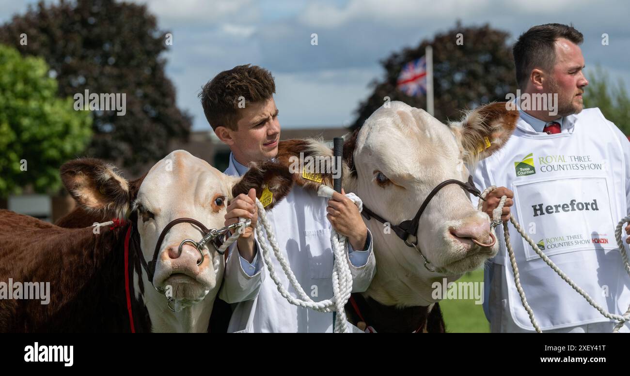 Gli allevatori che espongono i loro bovini al Royal Three Counties Show, tenutosi a Malvern, Regno Unito. 2024. Foto Stock