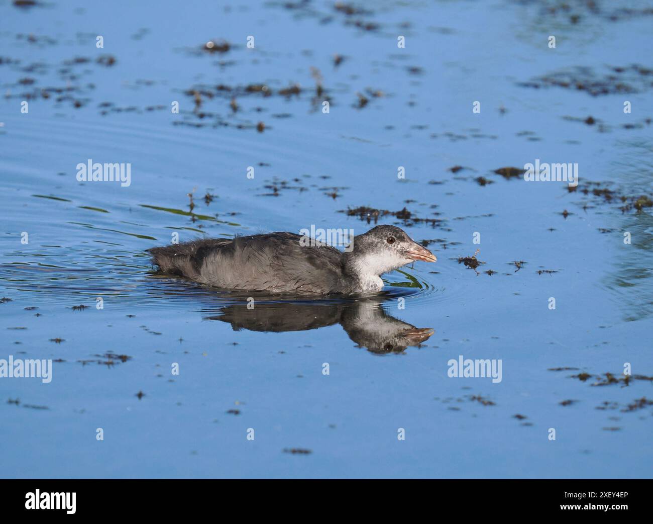 i coot giovanili devono diventare rapidamente indipendenti per sopravvivere o morire! Foto Stock