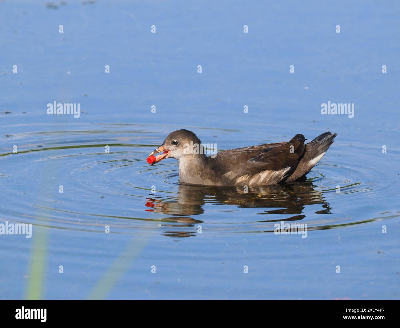 Le Moorhens sono onnivore, anche mangiando pellet di pesce. Foto Stock