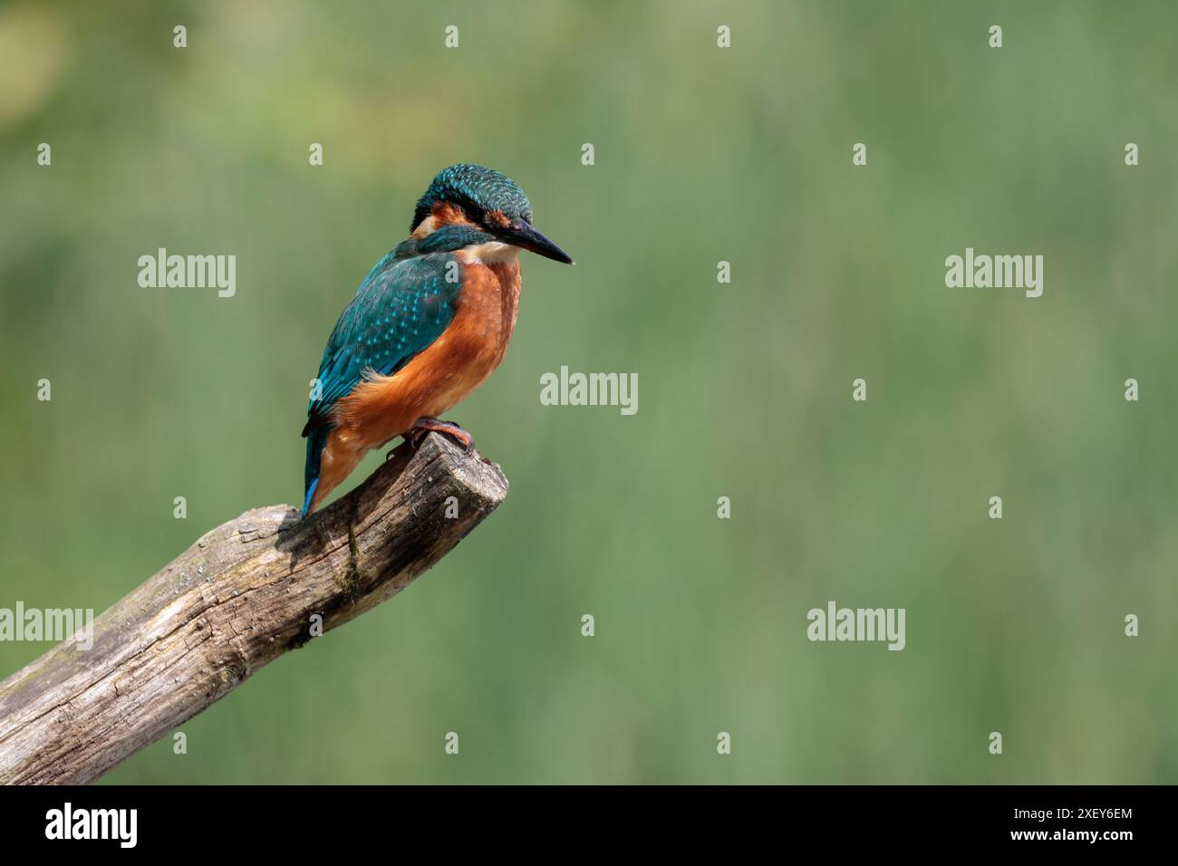 KingFisher Alcedo atthis, grosso becco nero maschio, retro blu elettrico, ali e testa arancioni sottoscocca e guance bianche gola e lati del collo Foto Stock