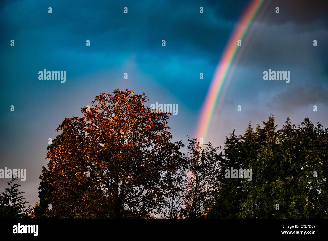 Un ricco arcobaleno su alberi autunnali arancioni e sempreverdi. Tramonto dopo la tempesta. Cielo nuvoloso. Foto Stock