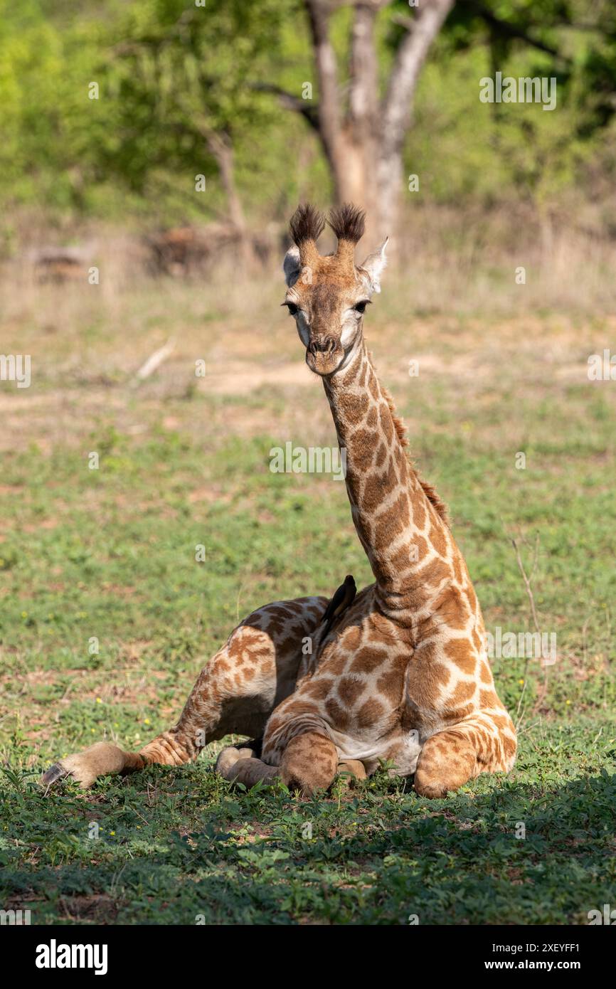 Vitello della giraffa Foto Stock