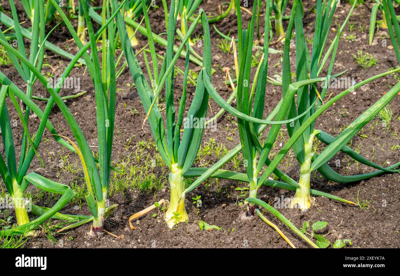 Primo piano delle cipolle che crescono in un giardino (Allium cepa) Foto Stock