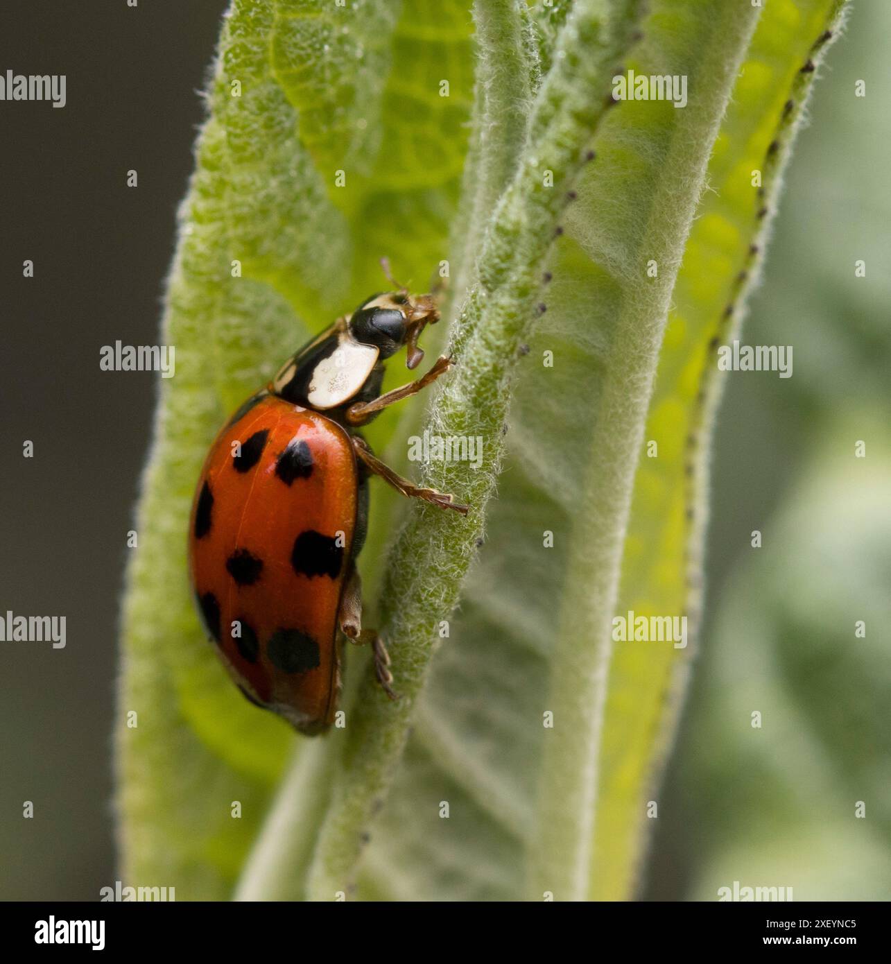 Harlequin ladybird Harmonia axyridis arrampicata su Buddleija Leaf Foto Stock