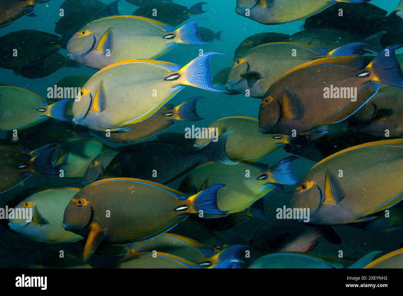 Mozambico, Inhambane, Vilankulo, Surgeonfish di Dussumier, Surgeonfish a strisce oculari (Acanthurus dussumieri) Foto Stock