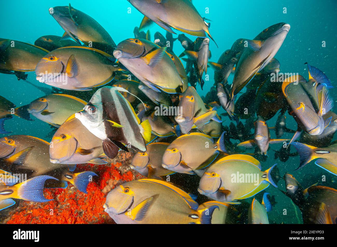 Mozambico, Inhambane, Vilankulo, Surgeonfish di Dussumier, Surgeonfish a strisce oculari (Acanthurus dussumieri) Foto Stock