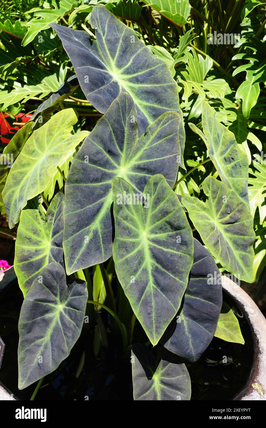 Foglie scure di Colocasia Esculenta "Illustris" che crescono in estate Foto Stock