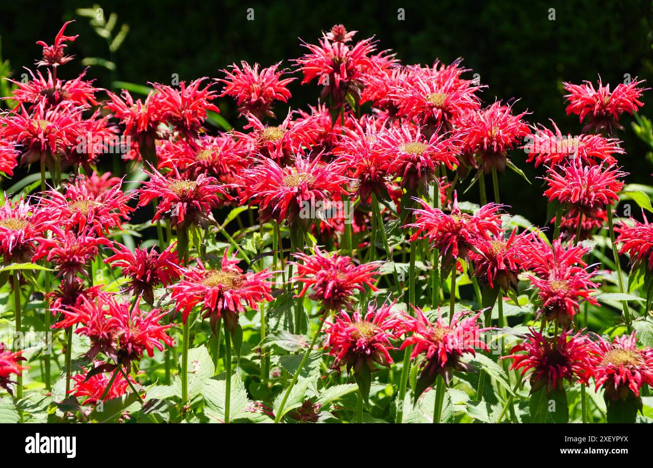 Una diffusione di fiori di balsamo d'api Monarda 'Jacob Cline' Foto Stock