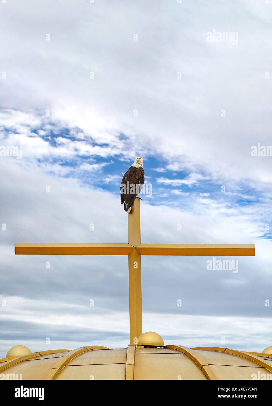 Un'aquila calva americana (Haliaeetus leucocephalus) arroccata su una croce di chiesa d'oro e una cupola dorata a Minneapolis, Minnesota. Foto Stock