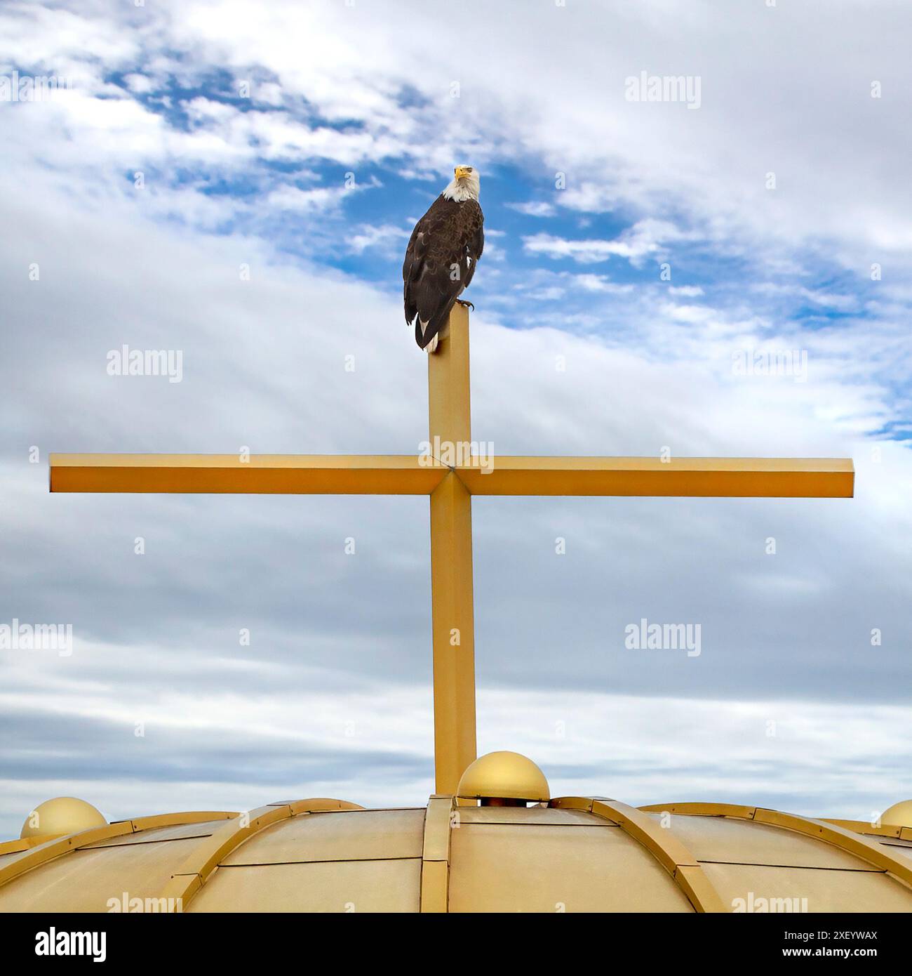 Un'aquila calva americana (Haliaeetus leucocephalus) arroccata su una croce di chiesa d'oro e una cupola dorata a Minneapolis, Minnesota. Foto Stock