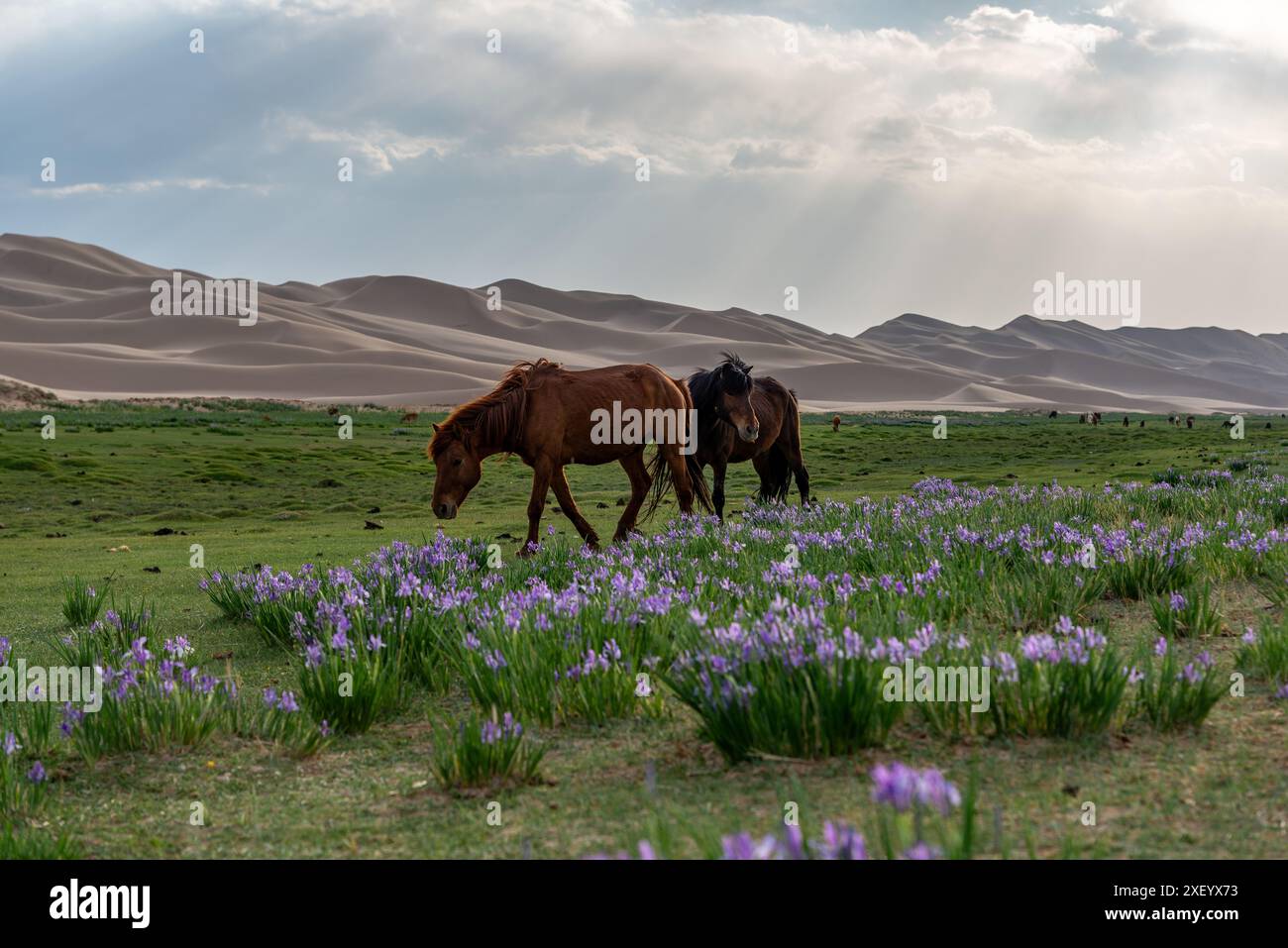 I cavalli mongoli pascolano nella stretta striscia di verde che separa la steppa dal deserto del Gobi come un filo verde Foto Stock