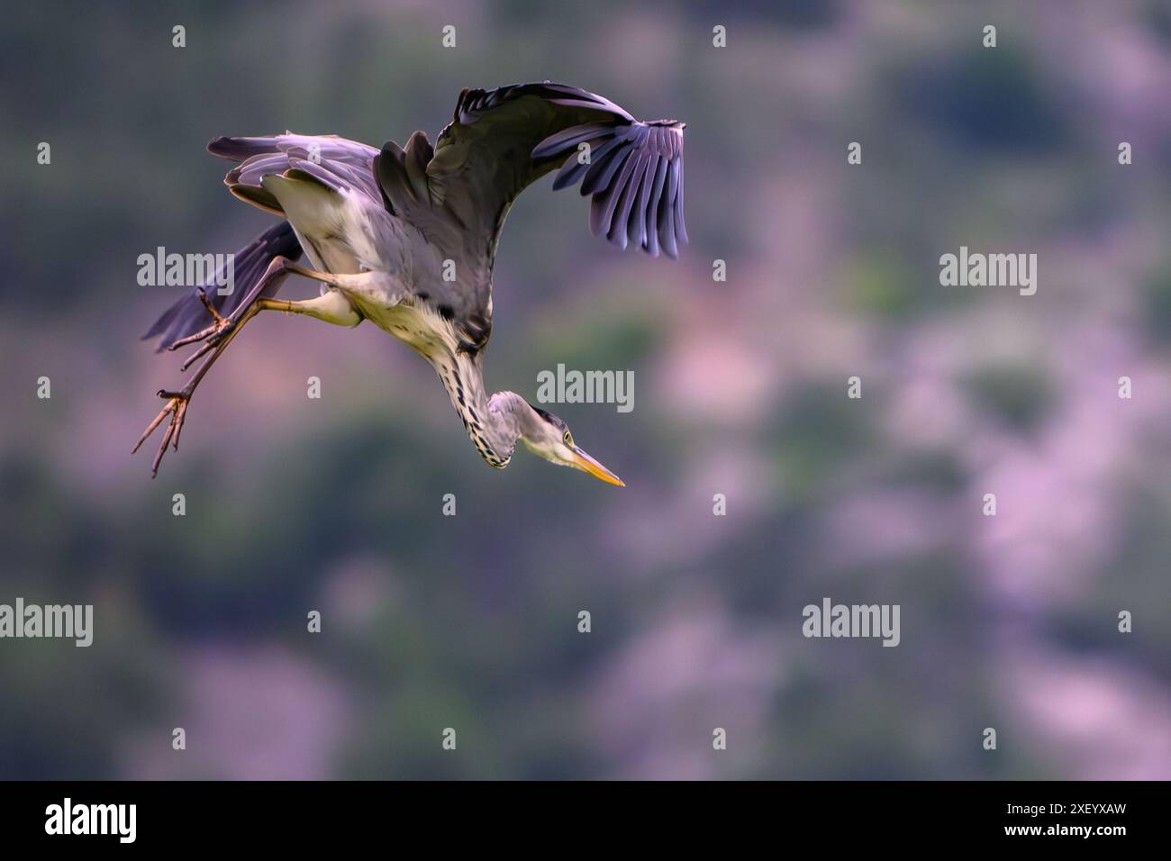 Gray Heron che decolla, isolato Foto Stock