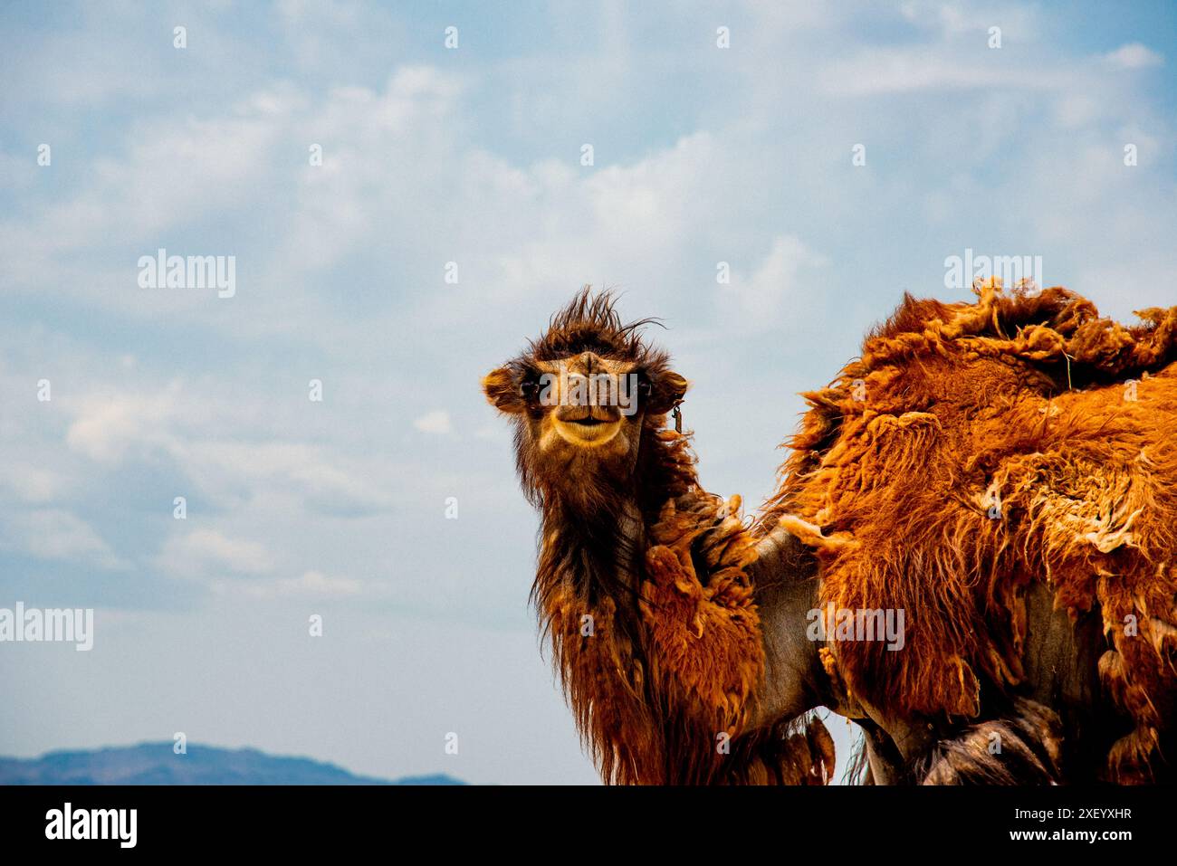 Cammello mongolo, forse un po' pazzo. guarda questa faccia Foto Stock
