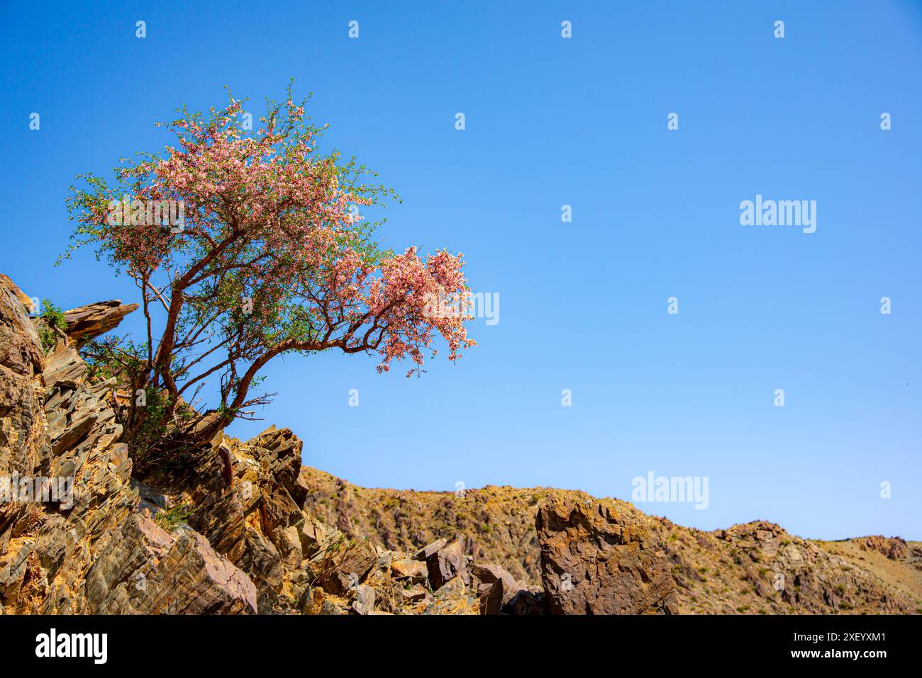 Prunus cerasoides, comunemente noto come ciliegio selvatico dell'Himalaya. Fiori di ciliegio tra il deserto del Gobi e la steppa mongola Foto Stock