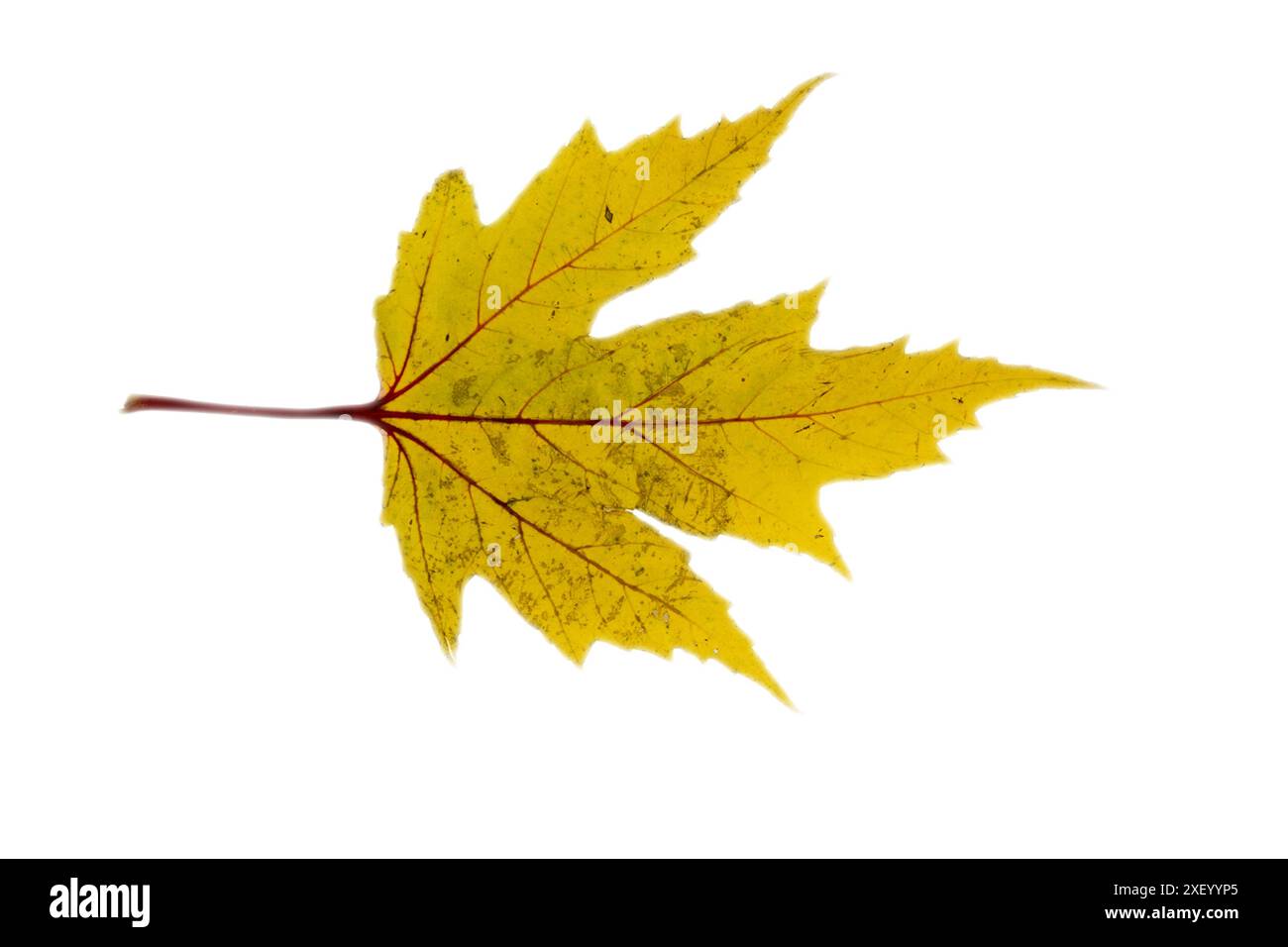 Foglia d'acero d'argento o giallo saccarino Acer color autunno isolata su bianco. Foto Stock