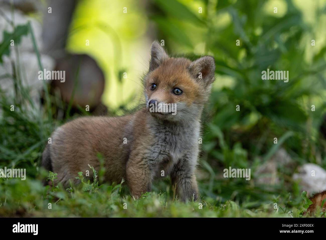 La bellezza dei cuccioli di volpe rosse in Italia Foto Stock