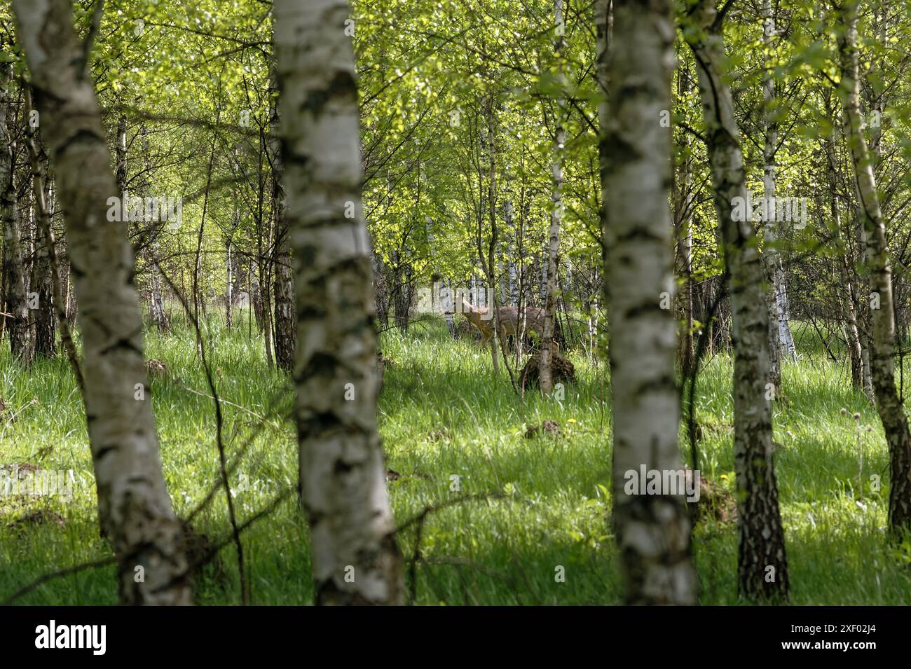 Cervi che camminano in una foresta di betulle in primavera, Russia Foto Stock