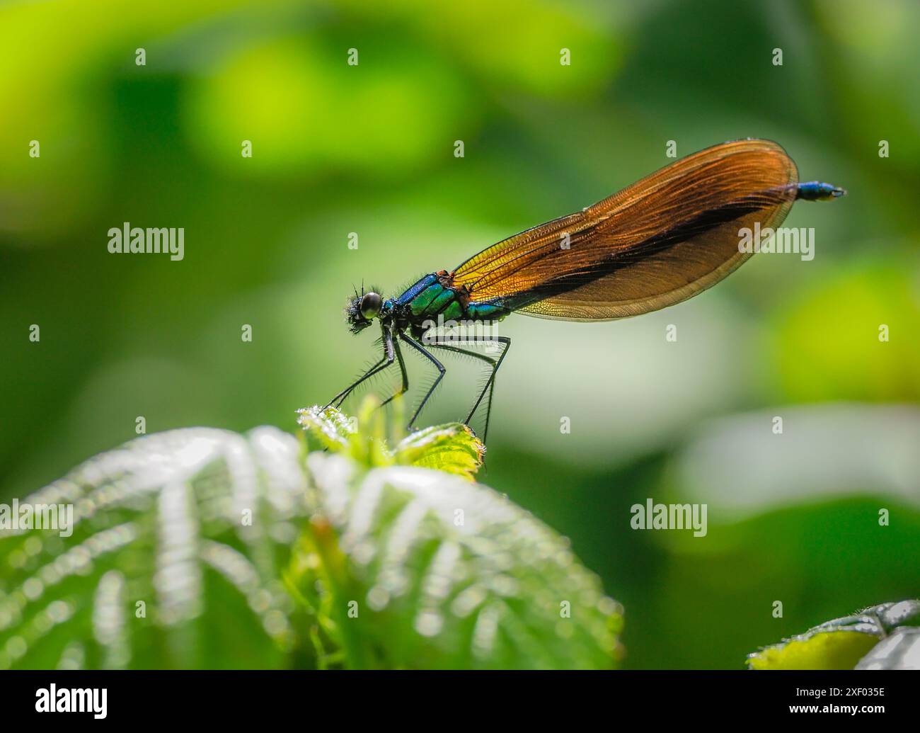 Demoiselle libellula o damigella riposante, riserva naturale di Teifi, Galles. Foto Stock