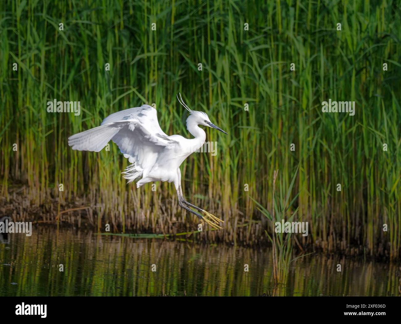 Atterraggio di Little Egret, Teifi Marshes, Galles. Foto Stock