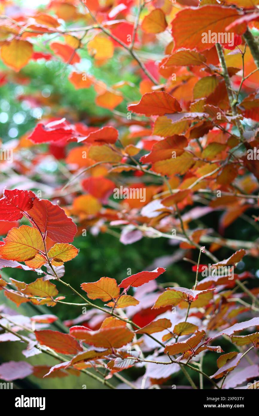 Foglie rosse autunnali sull'albero Hazel, primo piano. Bella consistenza di foglie rosse. Foto Stock