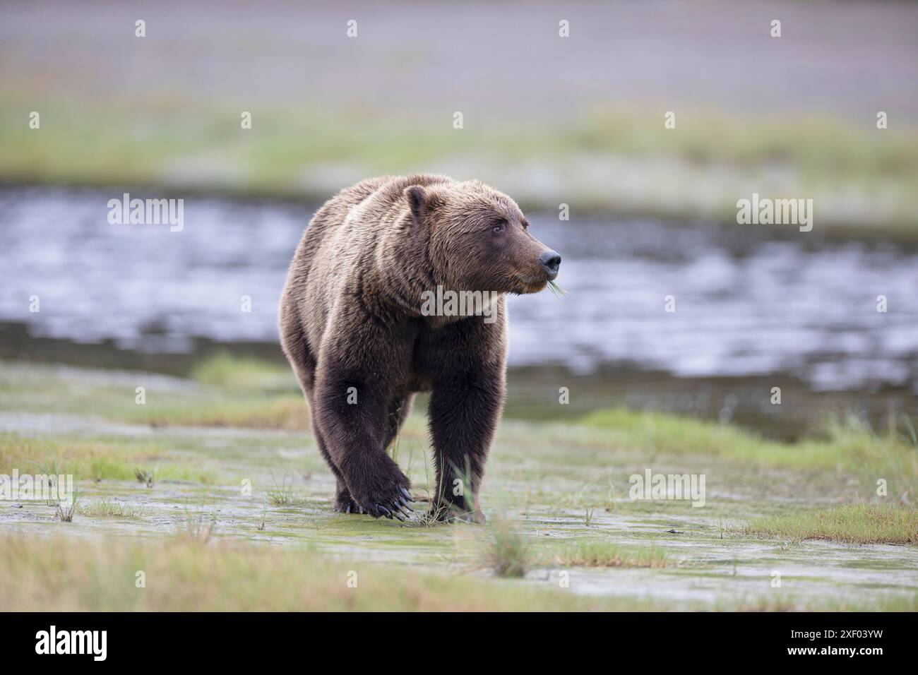 Orso bruno costiero vagante Foto Stock