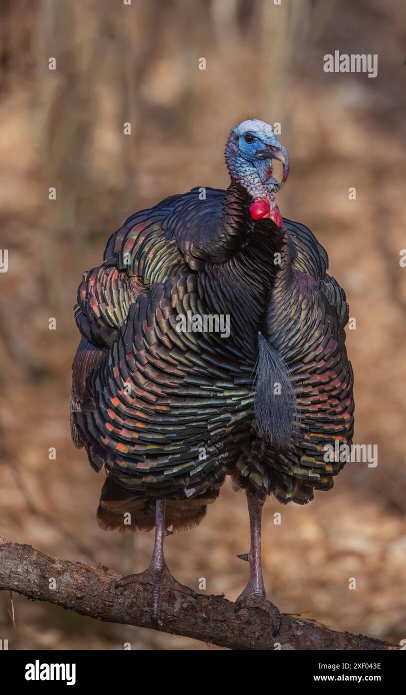 Tom turkey in una serata di marzo nel Wisconsin settentrionale. Foto Stock